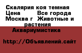 Скалярия коя темная › Цена ­ 50 - Все города, Москва г. Животные и растения » Аквариумистика   